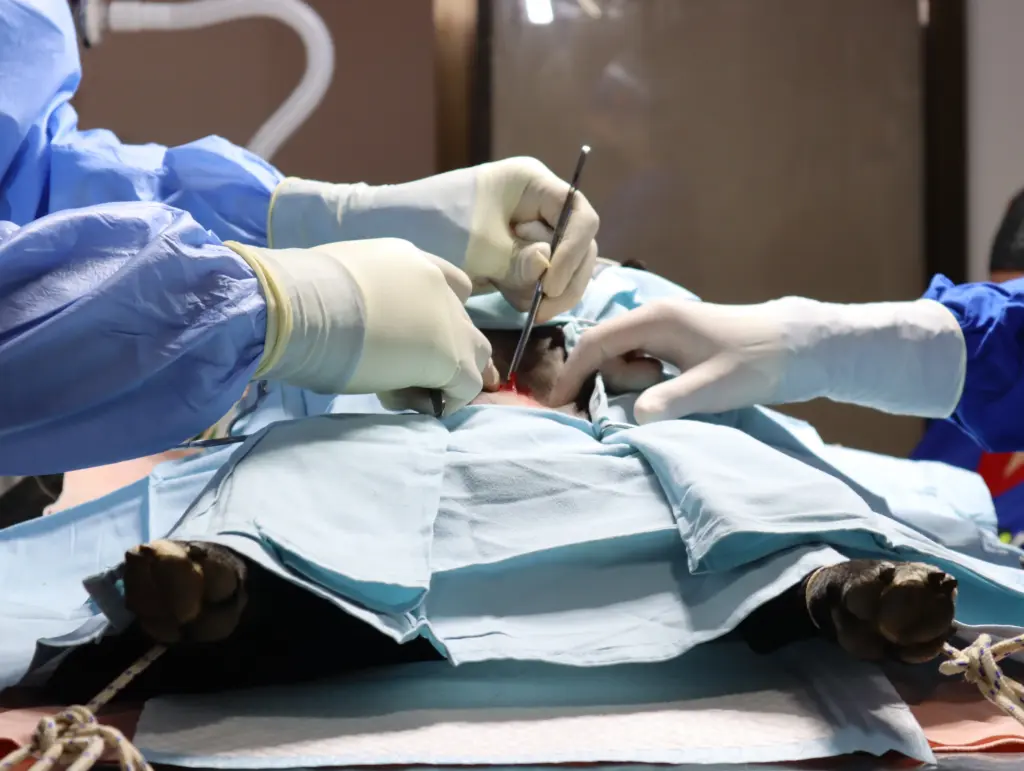 Anesthesia & Abdominal Surgery Program
