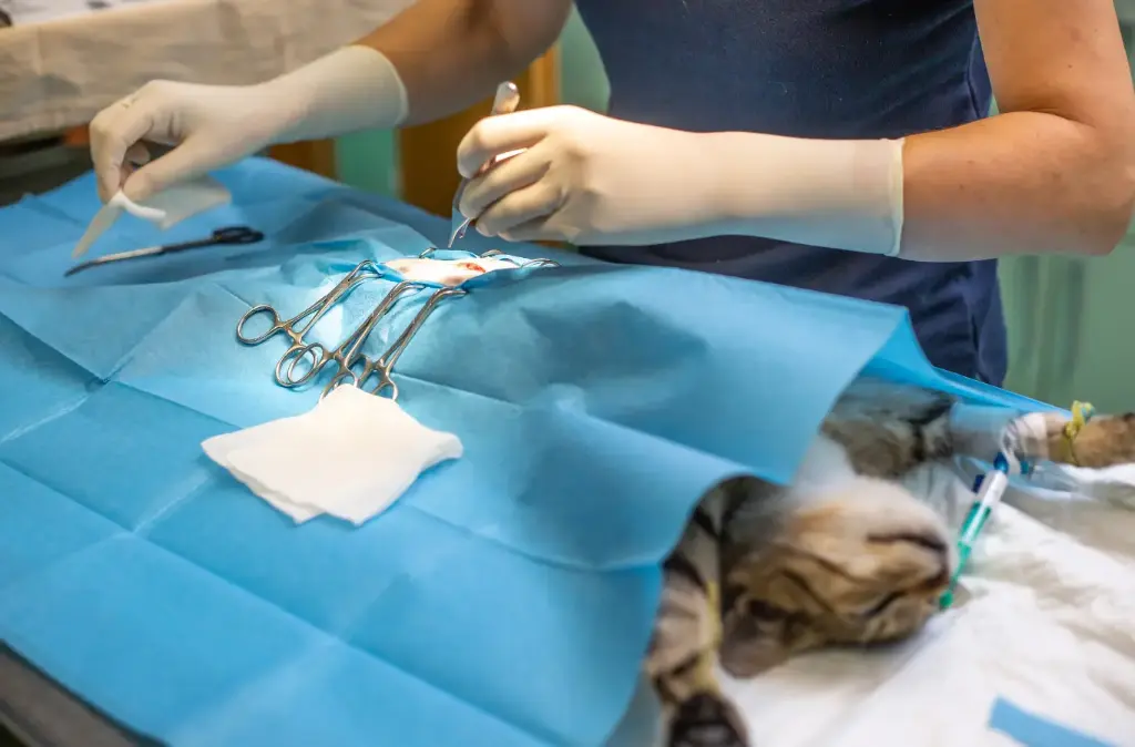 Small Animal Abdominal Surgery Program