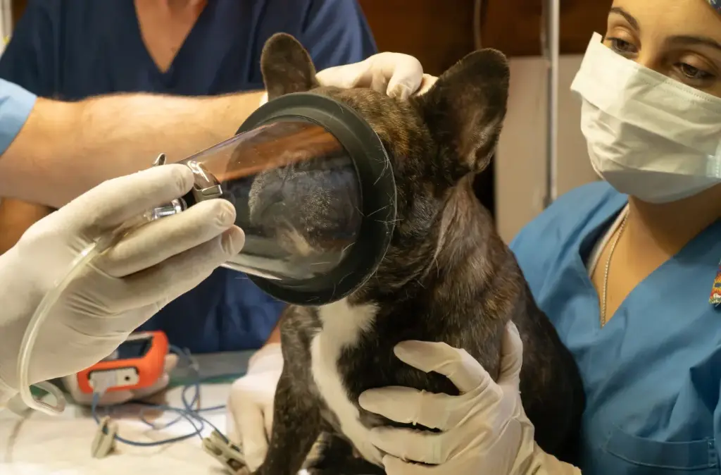 Small Animal Anesthesia & Pain Management Program
